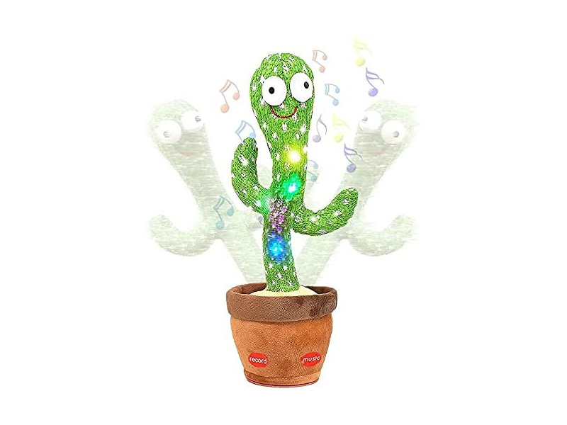 Cactus bailongo